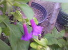 iochroma rosa-lila