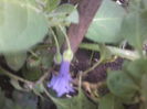 iochroma australis albastru