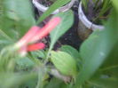 iochroma coccinea