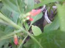 iochroma coccinea