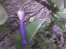iochroma grandiflora