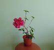 DSC02388