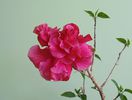 DSC02389