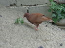 DSC01244