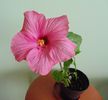 Hibiscus Sunny Venetie