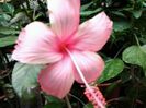 Fotografie1506 dainty pink
