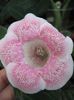 TIGRINA PINK 2
