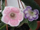 TIGRINA PINK SI GLIMMER 3