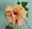 Classic Apricot