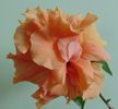 DSC02454