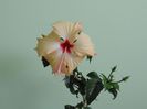DSC02464