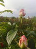 IMG_20140527_174204