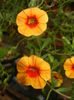 Calibrachoa Apricot Punch (2014, Jun.18)