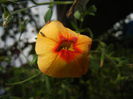 Calibrachoa Apricot Punch (2014, Jun.20)