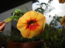 Calibrachoa Apricot Punch (2014, Jun.20)