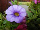 Calibrachoa Blue (2014, June 22)