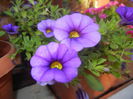 Calibrachoa Blue (2014, June 22)