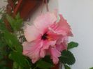 Classic Pink