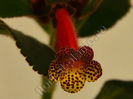 Kohleria Yfs Emma