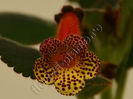 Kohleria Yfs Emma