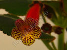 Kohleria Yfs Emma