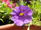 Calibrachoa Blue (2014, June 24)