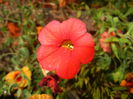 Calibrachoa Red (2014, June 22)