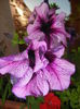 Purple Petunia (2014, June 22)