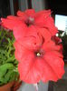 Red Petunia (2014, June 23)