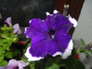 Blue & White Petunia (2014, June 23)