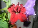 Red Petunia (2014, June 23)