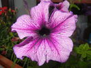 Purple Petunia (2014, June 23)