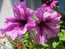 Purple Petunia (2014, June 24)