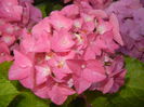 Hydrangea macrophylla (2014, June 22)