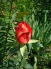 'Alinka'