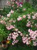 CIMG0033