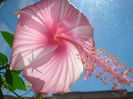 Dainty Pink