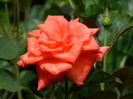 DSCN8926