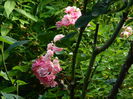 DSCN8946
