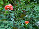 DSCN8964