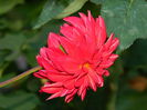 DSCN8967