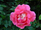 DSCN8968