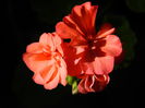 DSCN8971