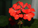 DSCN8982