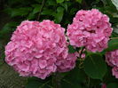 DSCN8987