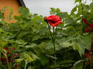 DSCN9014