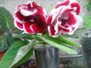 gloxinia Scarlet