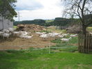 Ziege_Juni_ 033