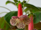 Kohleria Luci s Blend