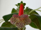 Kohleria Luci s Blend